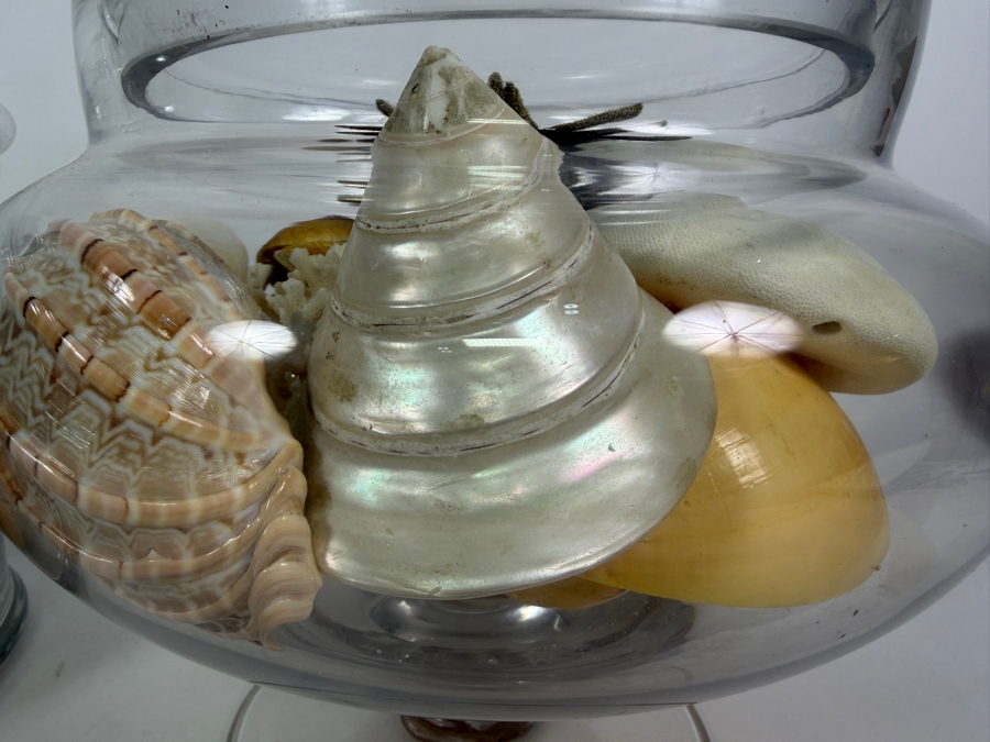 Pair Of Apothecary Jars Filled With Organic Seashells And Coral 11H and 13.5H [Photo 6]