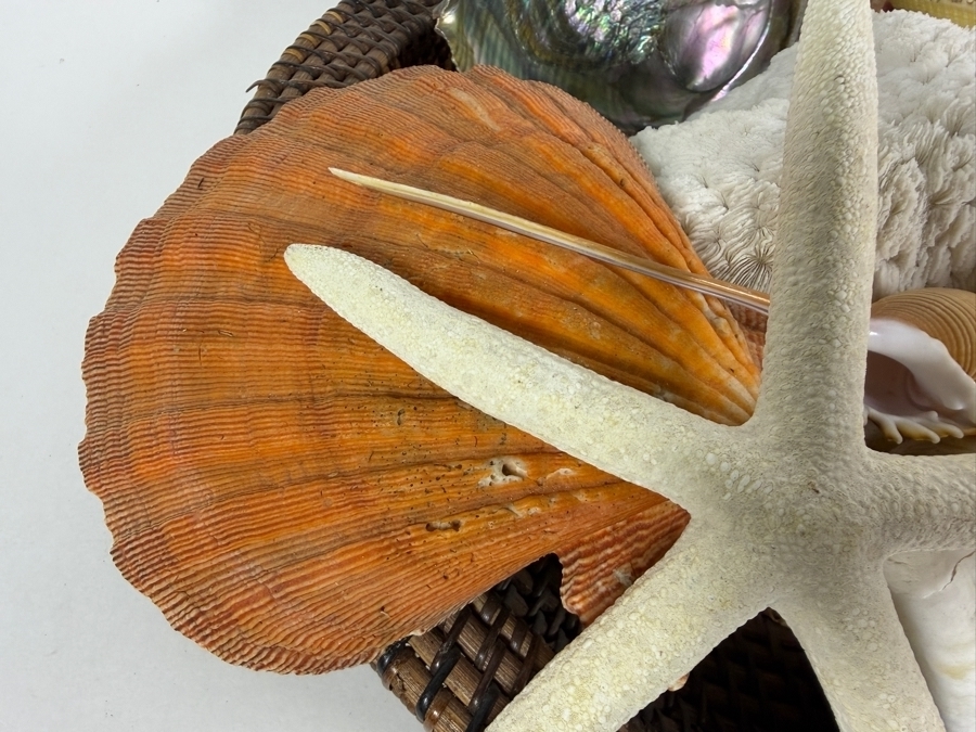 Woven Bowl Filled With Organic Seashells And Coral 14W [Photo 4]