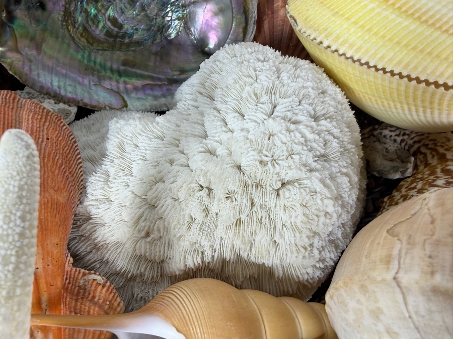 Woven Bowl Filled With Organic Seashells And Coral 14W [Photo 5]
