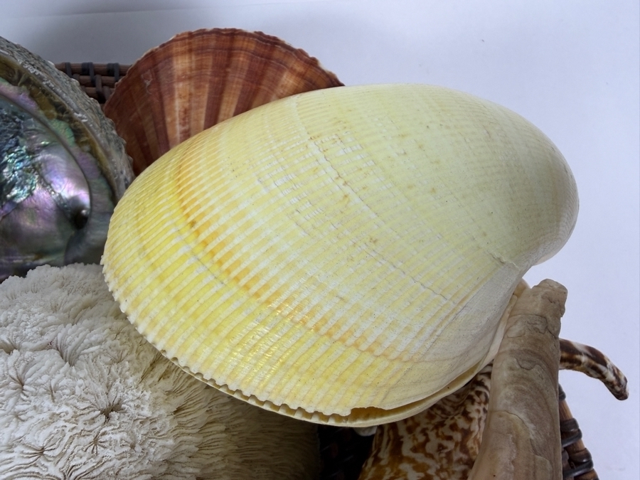 Woven Bowl Filled With Organic Seashells And Coral 14W [Photo 6]