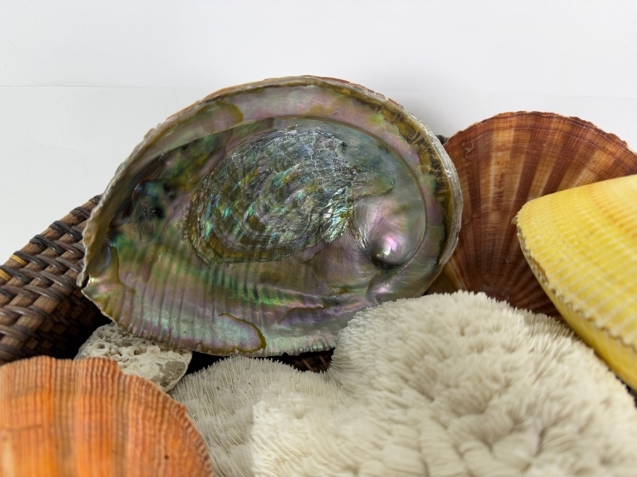 Woven Bowl Filled With Organic Seashells And Coral 14W [Photo 3]