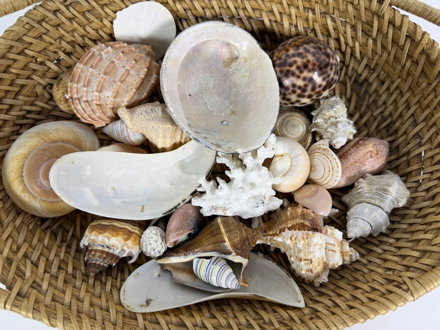 Handwoven Basket Filled With Organic Seashells 17W X 11D X 4H [Photo 4]