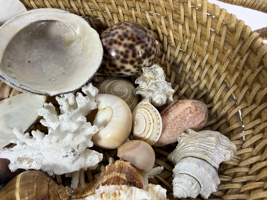 Handwoven Basket Filled With Organic Seashells 17W X 11D X 4H [Photo 7]