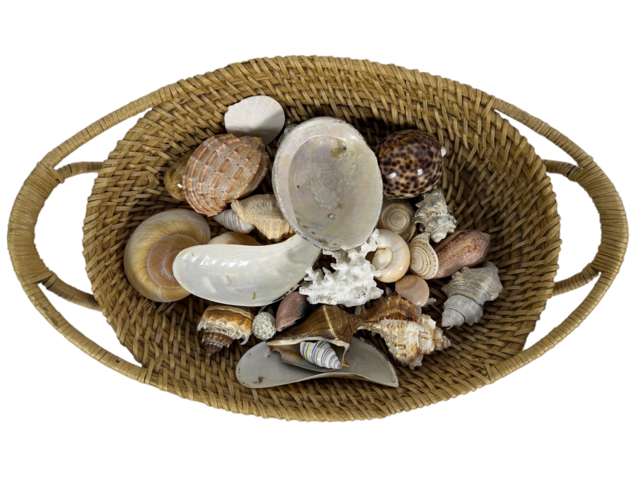 Handwoven Basket Filled With Organic Seashells 17W X 11D X 4H
