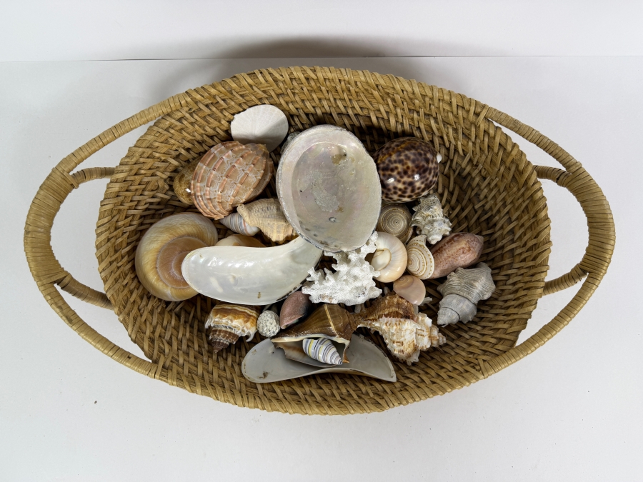 Handwoven Basket Filled With Organic Seashells 17W X 11D X 4H [Photo 2]