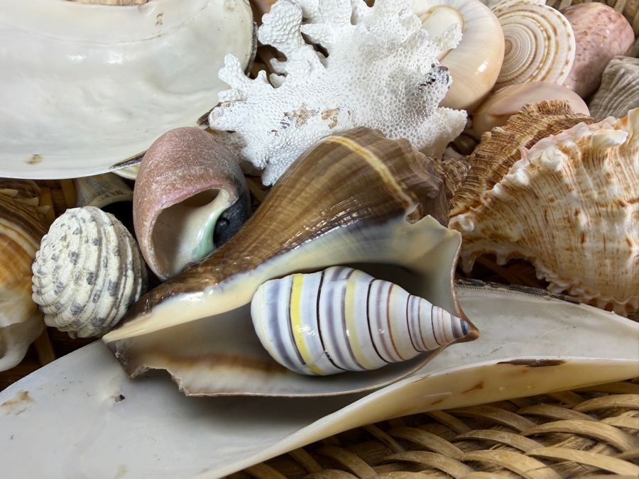 Handwoven Basket Filled With Organic Seashells 17W X 11D X 4H [Photo 6]