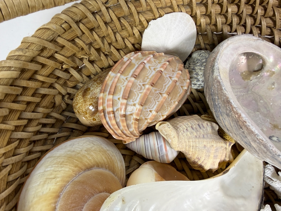Handwoven Basket Filled With Organic Seashells 17W X 11D X 4H [Photo 5]