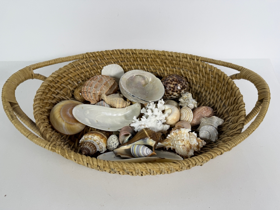 Handwoven Basket Filled With Organic Seashells 17W X 11D X 4H [Photo 3]