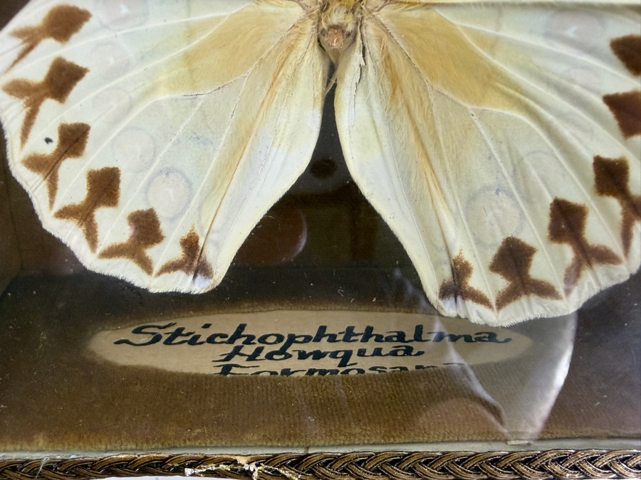 Eastern Tiger Swallowtail Butterfly Framed and Formosan Owl Butterfly Framed [Photo 4]