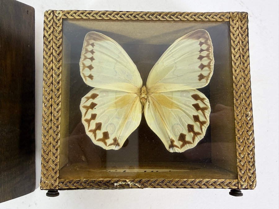 Eastern Tiger Swallowtail Butterfly Framed and Formosan Owl Butterfly Framed [Photo 3]