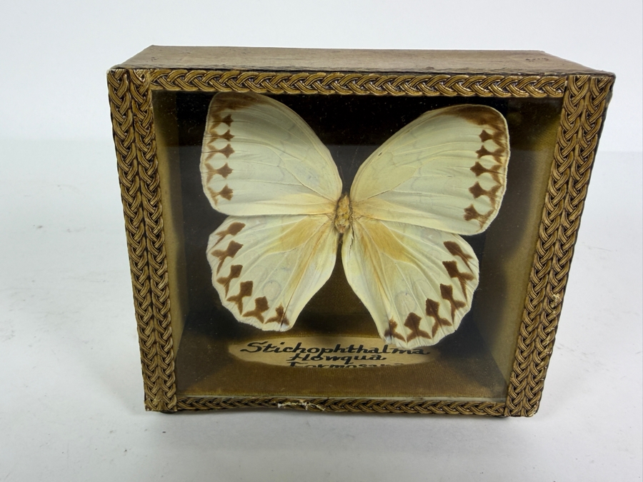 Eastern Tiger Swallowtail Butterfly Framed and Formosan Owl Butterfly Framed [Photo 8]