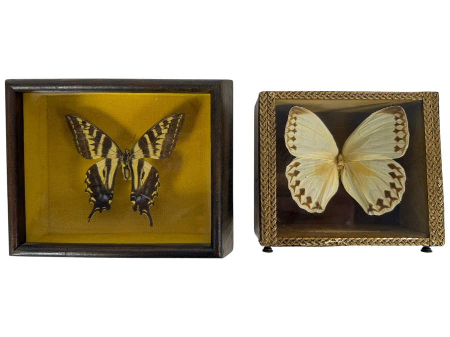 Eastern Tiger Swallowtail Butterfly Framed and Formosan Owl Butterfly Framed