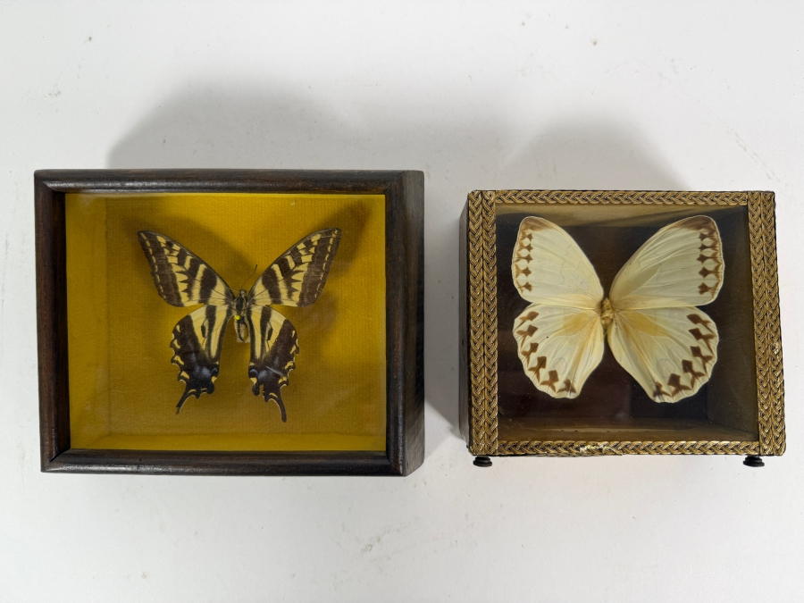 Eastern Tiger Swallowtail Butterfly Framed and Formosan Owl Butterfly Framed [Photo 2]