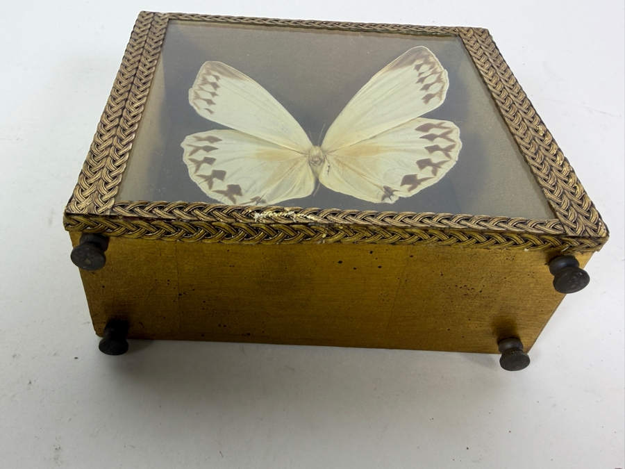 Eastern Tiger Swallowtail Butterfly Framed and Formosan Owl Butterfly Framed [Photo 9]