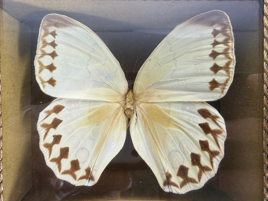 Eastern Tiger Swallowtail Butterfly Framed and Formosan Owl Butterfly Framed [Photo 5]