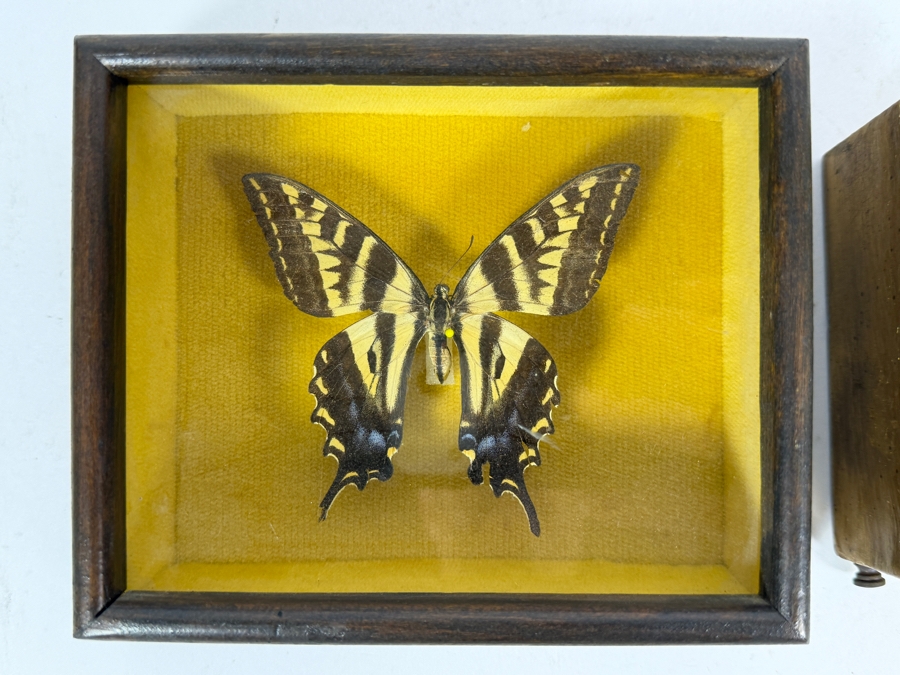 Eastern Tiger Swallowtail Butterfly Framed and Formosan Owl Butterfly Framed [Photo 6]