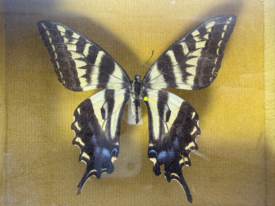 Eastern Tiger Swallowtail Butterfly Framed and Formosan Owl Butterfly Framed [Photo 7]