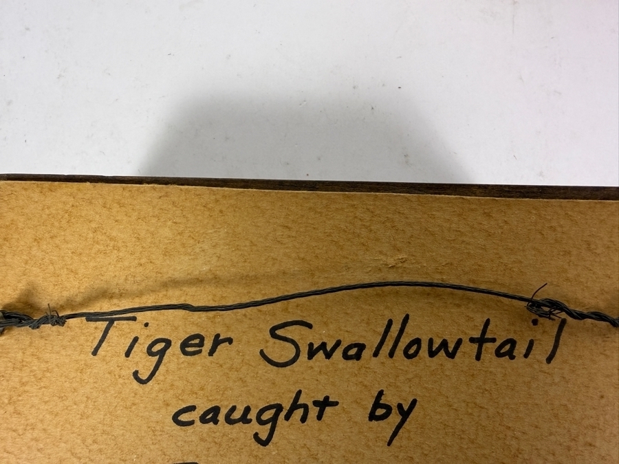 Eastern Tiger Swallowtail Butterfly Framed and Formosan Owl Butterfly Framed [Photo 10]