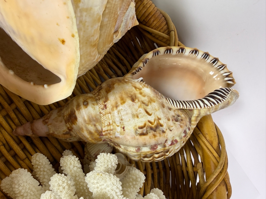 Collection Of Vintage Natural Large Seashells And White Cauliflower Coral Specimen In Woven Rattan Basket 21'W [Photo 4]