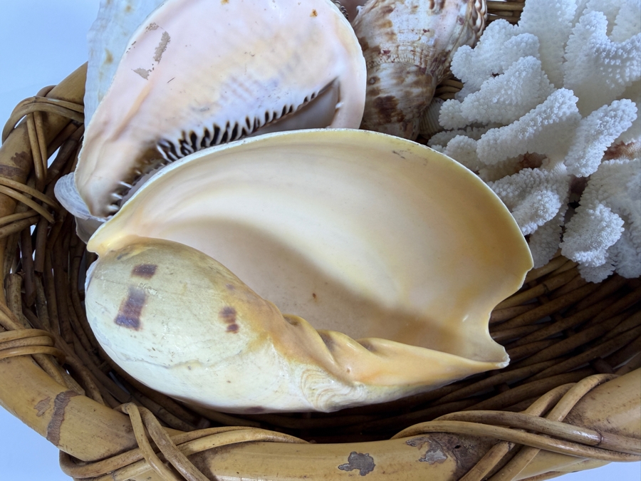 Collection Of Vintage Natural Large Seashells And White Cauliflower Coral Specimen In Woven Rattan Basket 21'W [Photo 6]