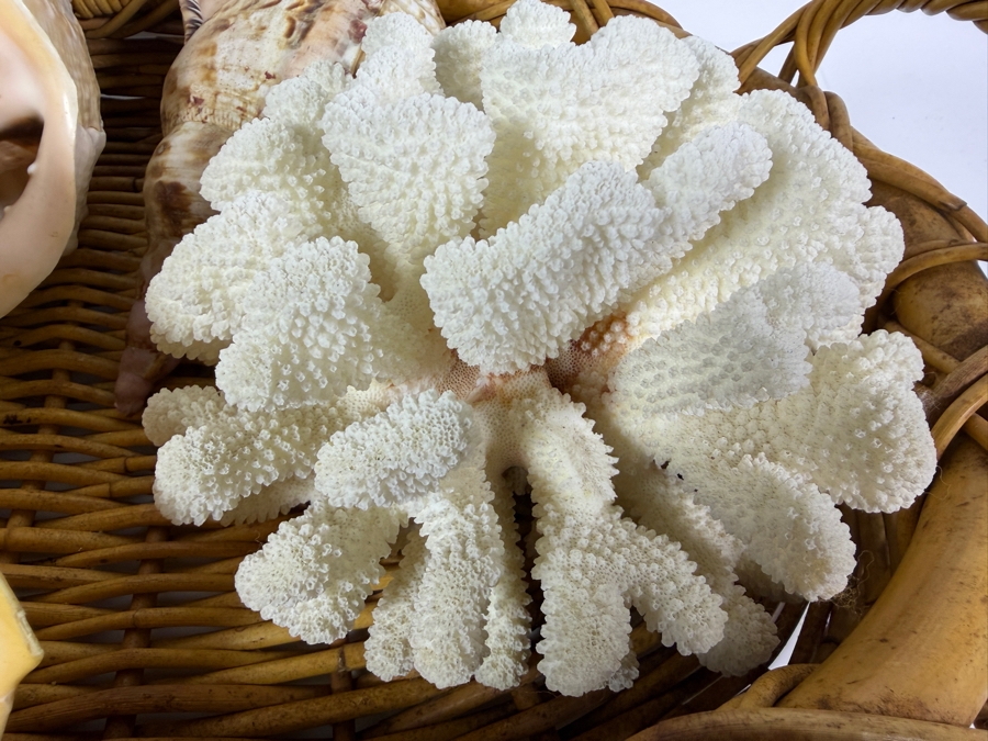 Collection Of Vintage Natural Large Seashells And White Cauliflower Coral Specimen In Woven Rattan Basket 21'W [Photo 3]