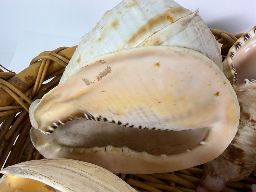 Collection Of Vintage Natural Large Seashells And White Cauliflower Coral Specimen In Woven Rattan Basket 21'W [Photo 5]