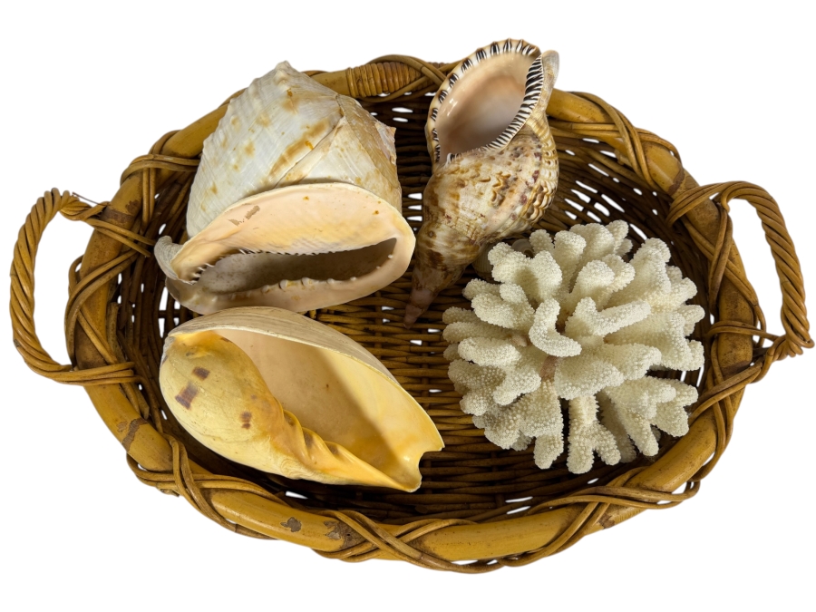Collection Of Vintage Natural Large Seashells And White Cauliflower Coral Specimen In Woven Rattan Basket 21'W