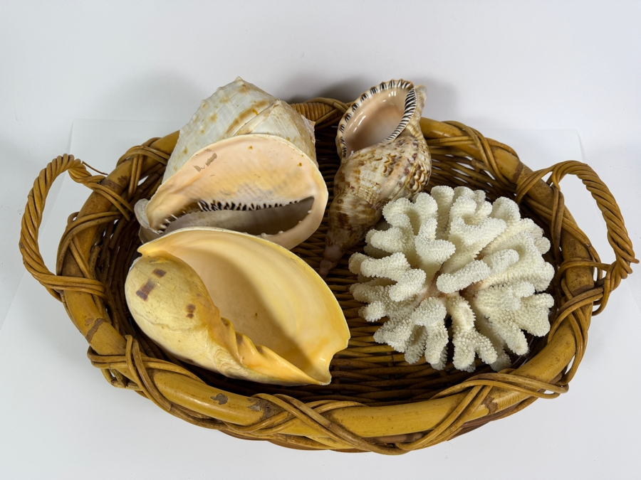 Collection Of Vintage Natural Large Seashells And White Cauliflower Coral Specimen In Woven Rattan Basket 21'W [Photo 2]