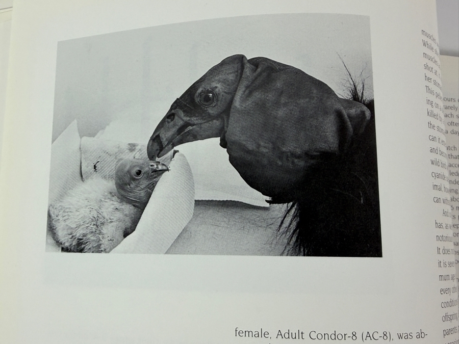 Just Added - SIGNED 1986 First Edition Hardcover Book Vanishing Animals with Artwork by Andy Warhol (1928-1987) and Text by Kurt Benirschke (1924-2018) Signed by Kurt Benirschke [Photo 10]