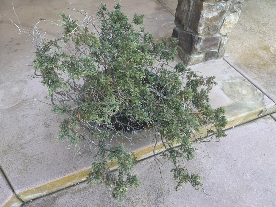 Just Added - Potted Juniper Cascading Bonsai Tree 32'H [Photo 2]