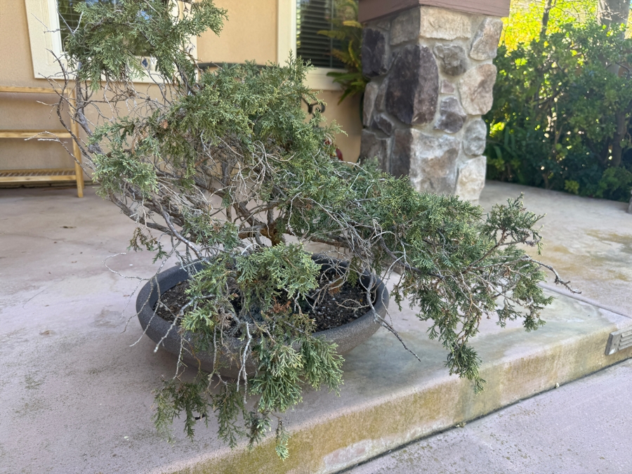 Just Added - Potted Juniper Cascading Bonsai Tree 32'H