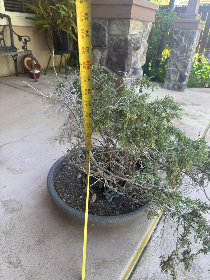 Just Added - Potted Juniper Cascading Bonsai Tree 32'H [Photo 3]