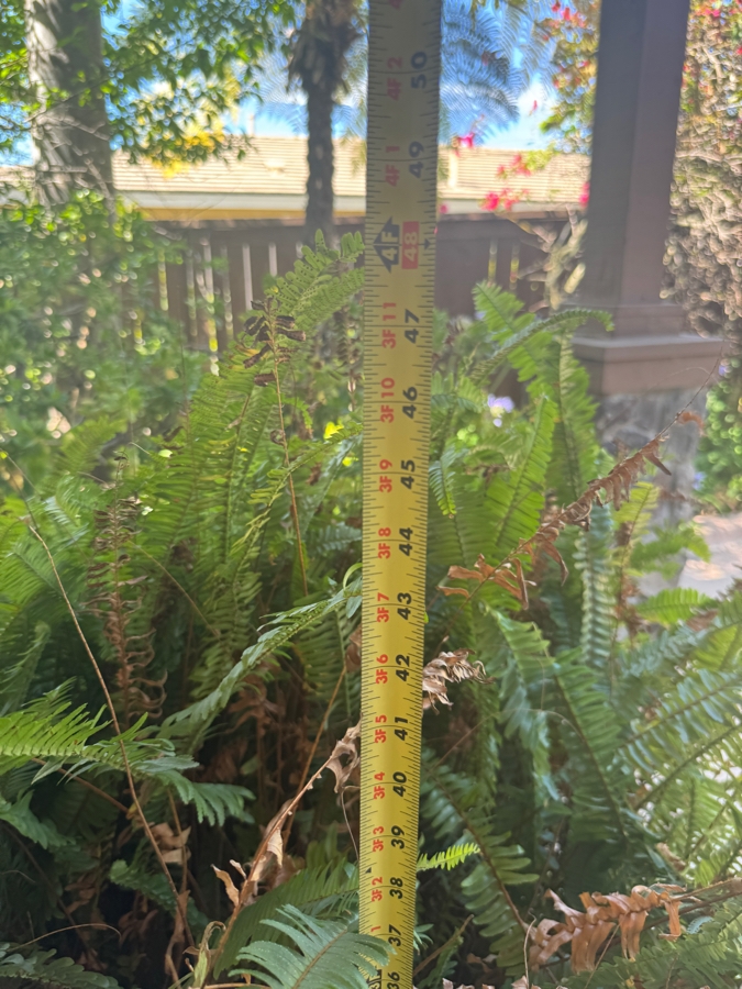 Just Added - Vibrant Potted Large Boston Fern Plant 48'H [Photo 4]