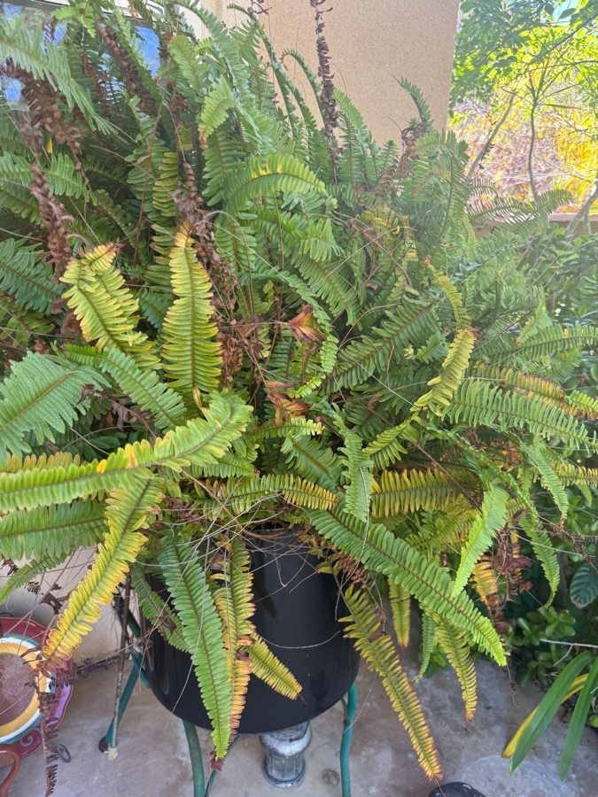 Just Added - Vibrant Potted Large Boston Fern Plant 48'H [Photo 2]