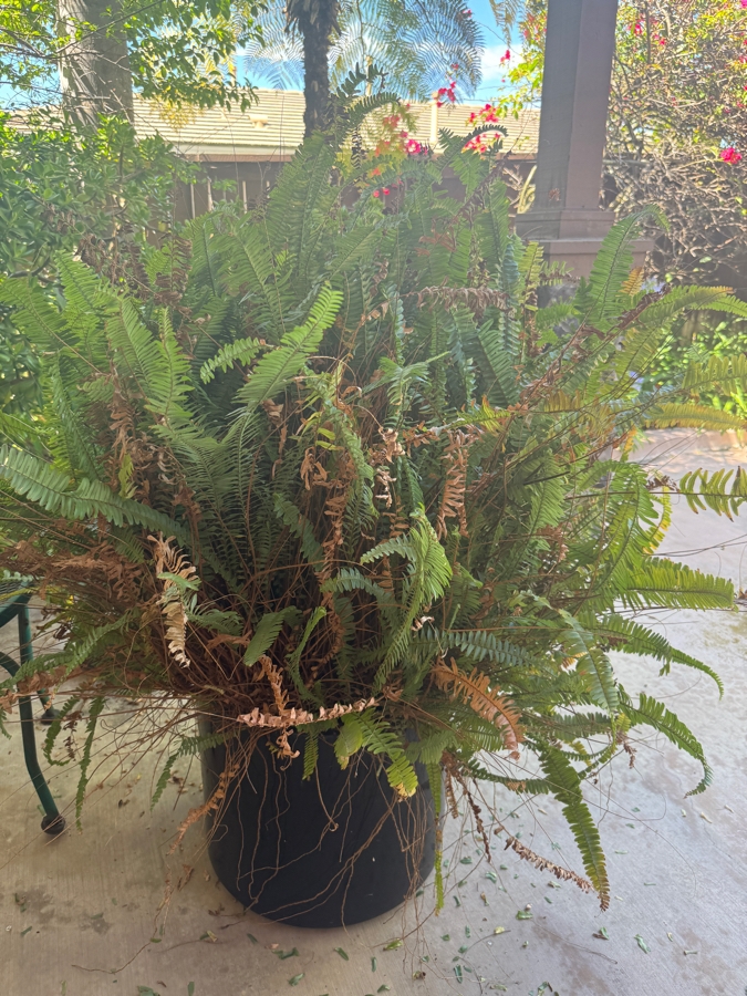 Just Added - Vibrant Potted Large Boston Fern Plant 48'H [Photo 3]