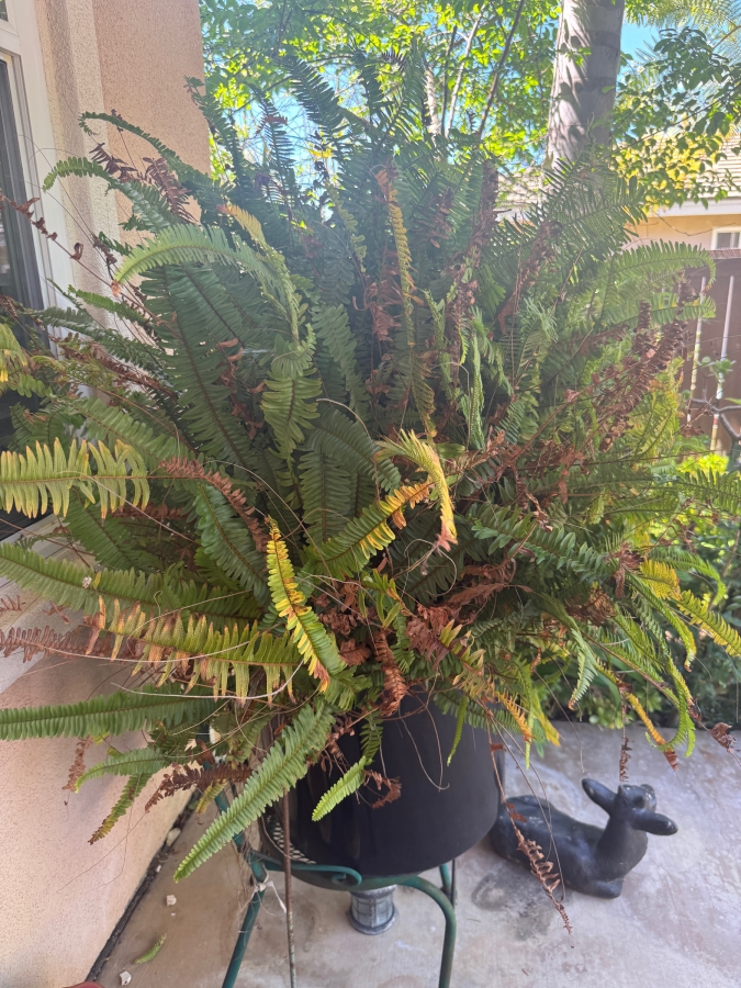 Just Added - Vibrant Potted Large Boston Fern Plant 48'H