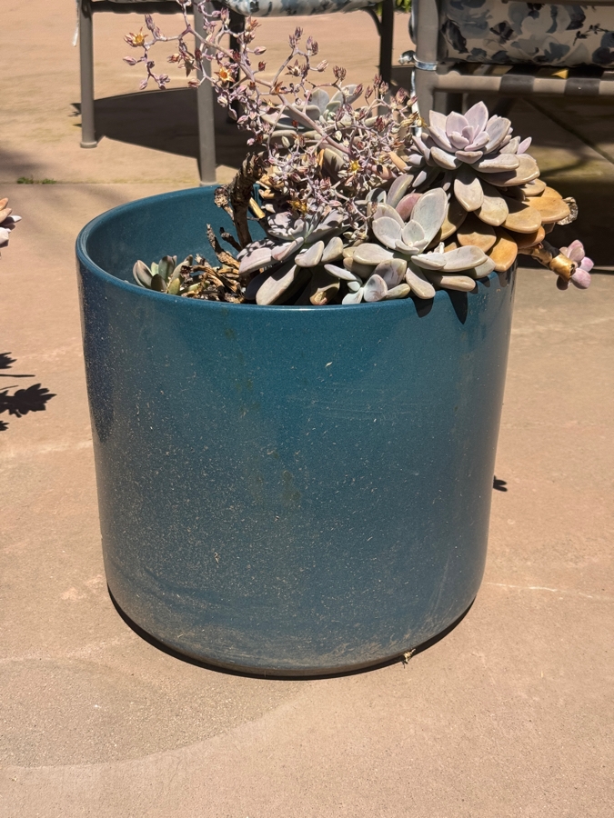 Just Added - Potted Echeveria Succulent Arrangement In Teal Planter Pot: 14'H