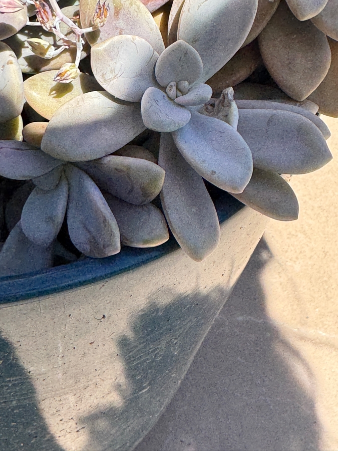 Just Added - Potted Echeveria Succulent Arrangement In Teal Planter Pot: 14'H [Photo 2]