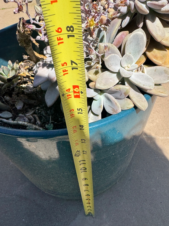Just Added - Potted Echeveria Succulent Arrangement In Teal Planter Pot: 14'H [Photo 3]
