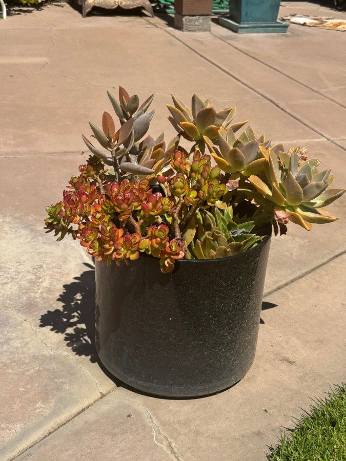 Just Added - Mixed Potted Succulent Arrangement In Black Round Planter Pot: 12'H [Photo 2]