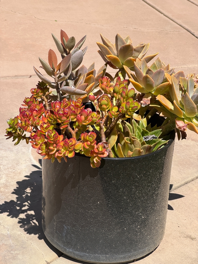 Just Added - Mixed Potted Succulent Arrangement In Black Round Planter Pot: 12'H