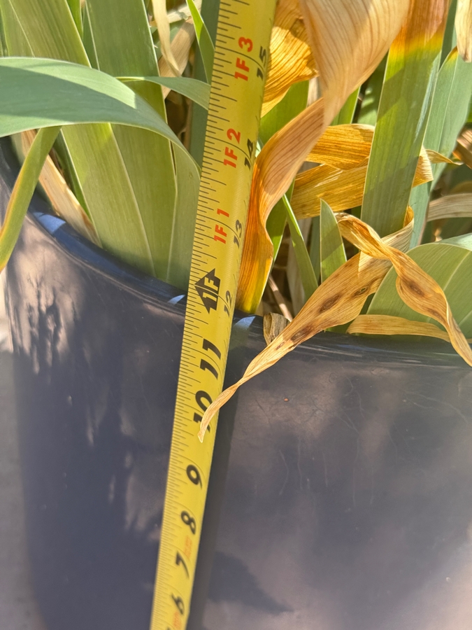 Just Added - Potted Potted Iris Plant With Strap Foliage In Blue Planter Pot: 12'H [Photo 2]