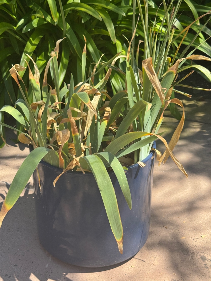 Just Added - Potted Potted Iris Plant With Strap Foliage In Blue Planter Pot: 12'H