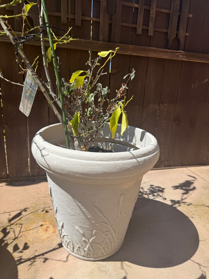 Just Added - Potted Eureka Semi-Dwarf Lemon Tree In White Planter Pot: 21'H