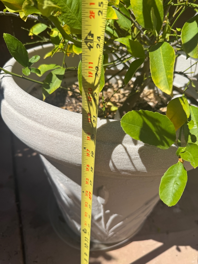 Just Added - Potted Eureka Semi-Dwarf Lemon Tree In White Planter Pot: 21'H [Photo 3]