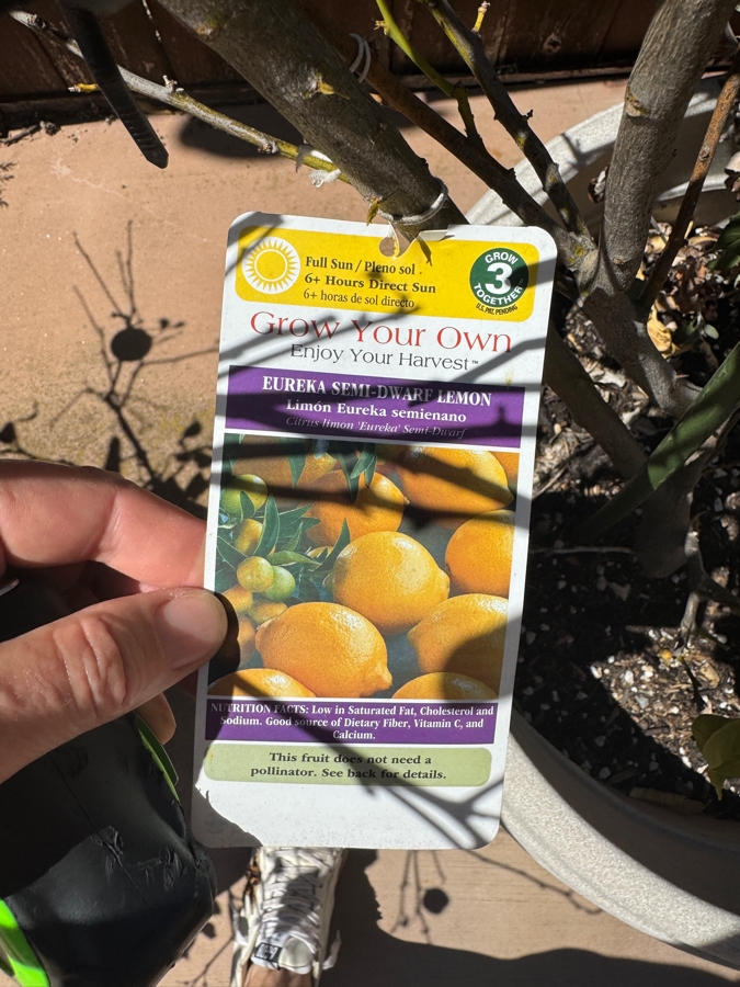 Just Added - Potted Eureka Semi-Dwarf Lemon Tree In White Planter Pot: 21'H [Photo 2]