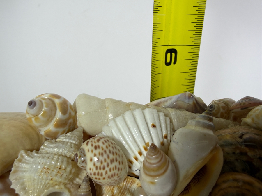 Vintage Artisan Handcrafted Seashell Encrusted Mosaic Tabletop Photo Frame 10'W X 8.5'H [Photo 7]