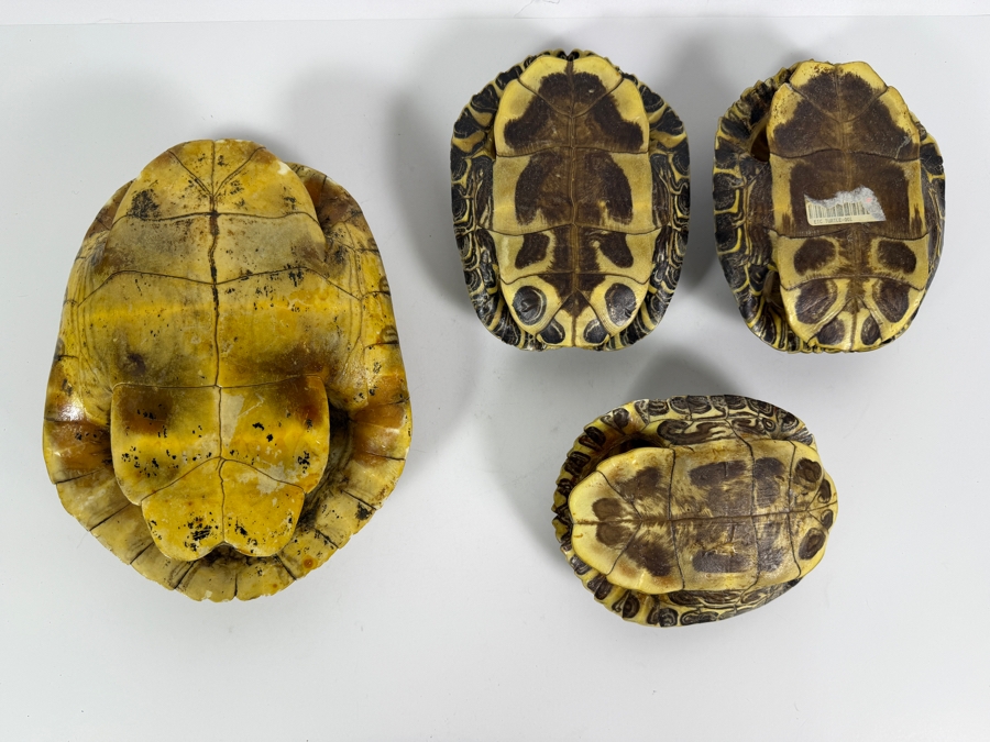 Authentic Collection of Real Natural Pond Slider Turtle Carapace Shell Specimens 10'L and 7'L [Photo 6]