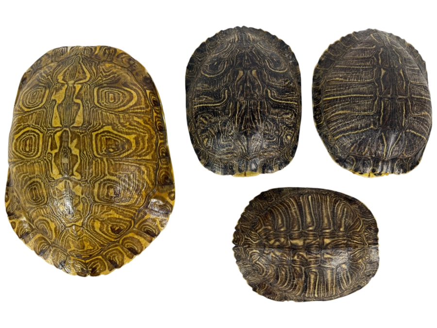Authentic Collection of Real Natural Pond Slider Turtle Carapace Shell Specimens 10'L and 7'L