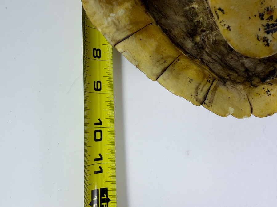 Authentic Collection of Real Natural Pond Slider Turtle Carapace Shell Specimens 10'L and 7'L [Photo 7]